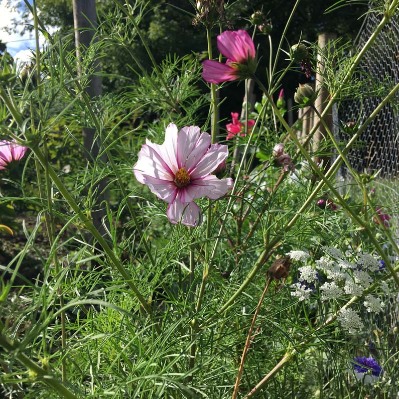 Wildlflowers